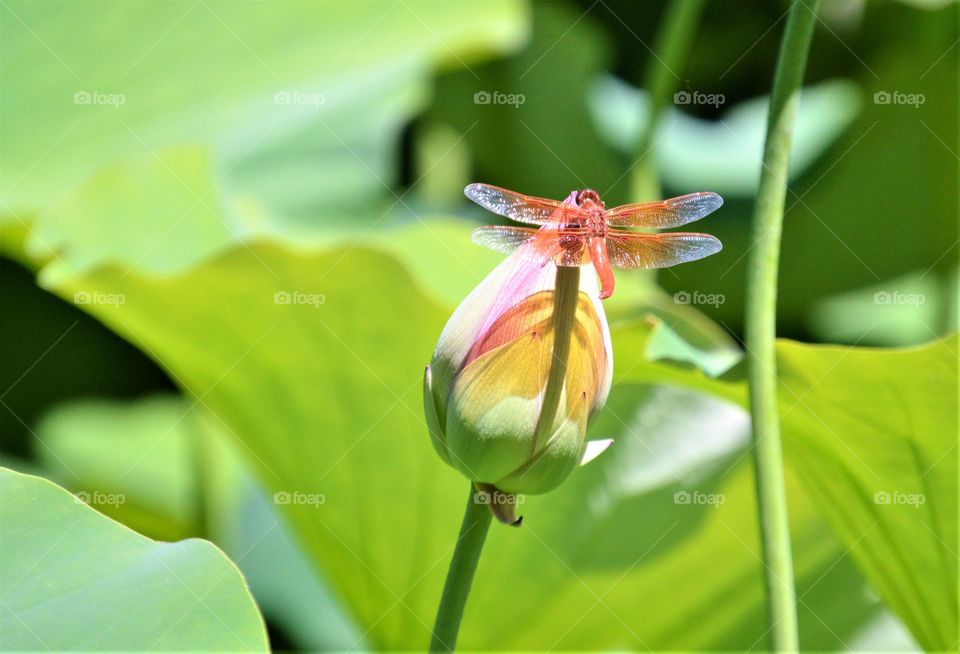 close up of a red dragonfly resting on an unopened lotus flower - water lily. insect plant life