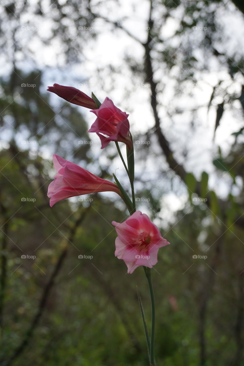 Gladiolus caryophyllaceus