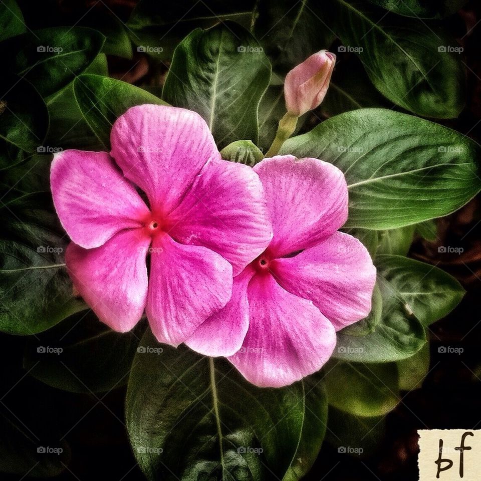 Pink Flower