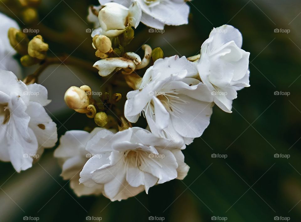 Floral photography - oleander