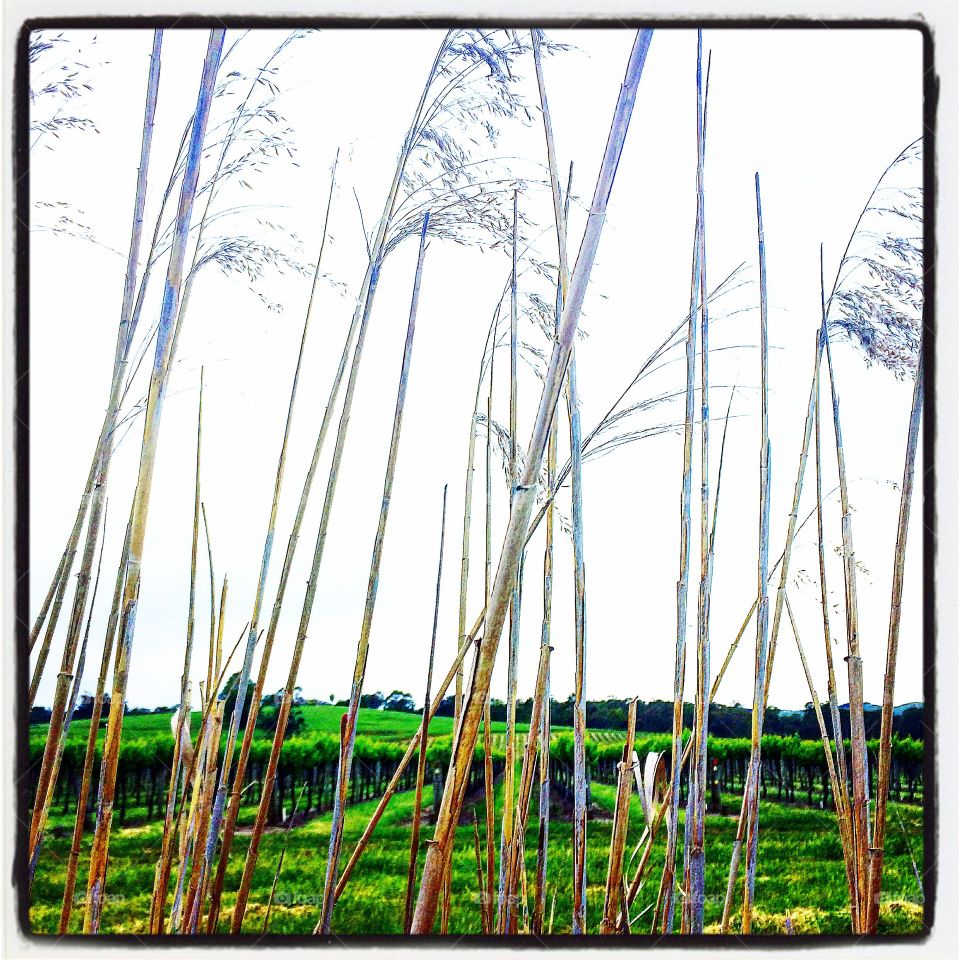Reeds over view
