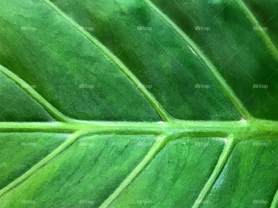 Green leaf symmetry 