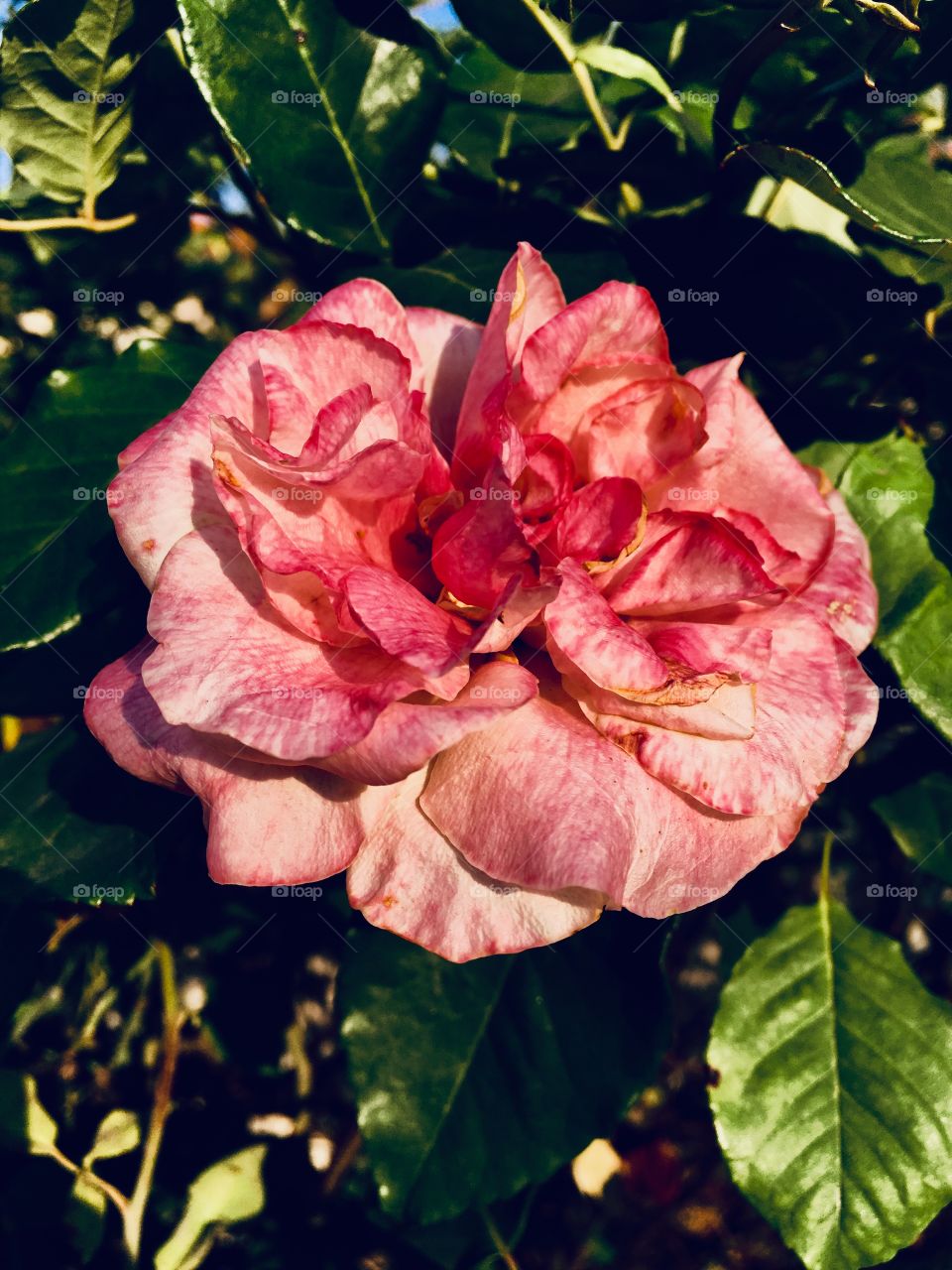 🌺Fim de #treino!
Suado, cansado e feliz, alongando e curtindo a beleza das #flores. Nossa majestosa roseira em foco!
🏁
#corrida #treino #flor #flower #flowers #pétalas #pétala #jardim #jardinagem #garden #flora #run #running #esporte #alongamento