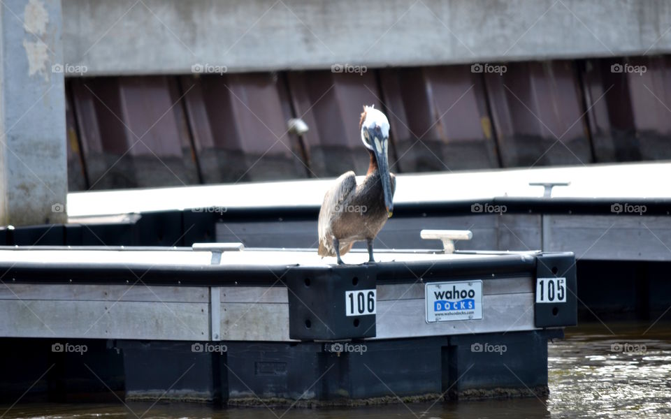 Beautiful grey on grey