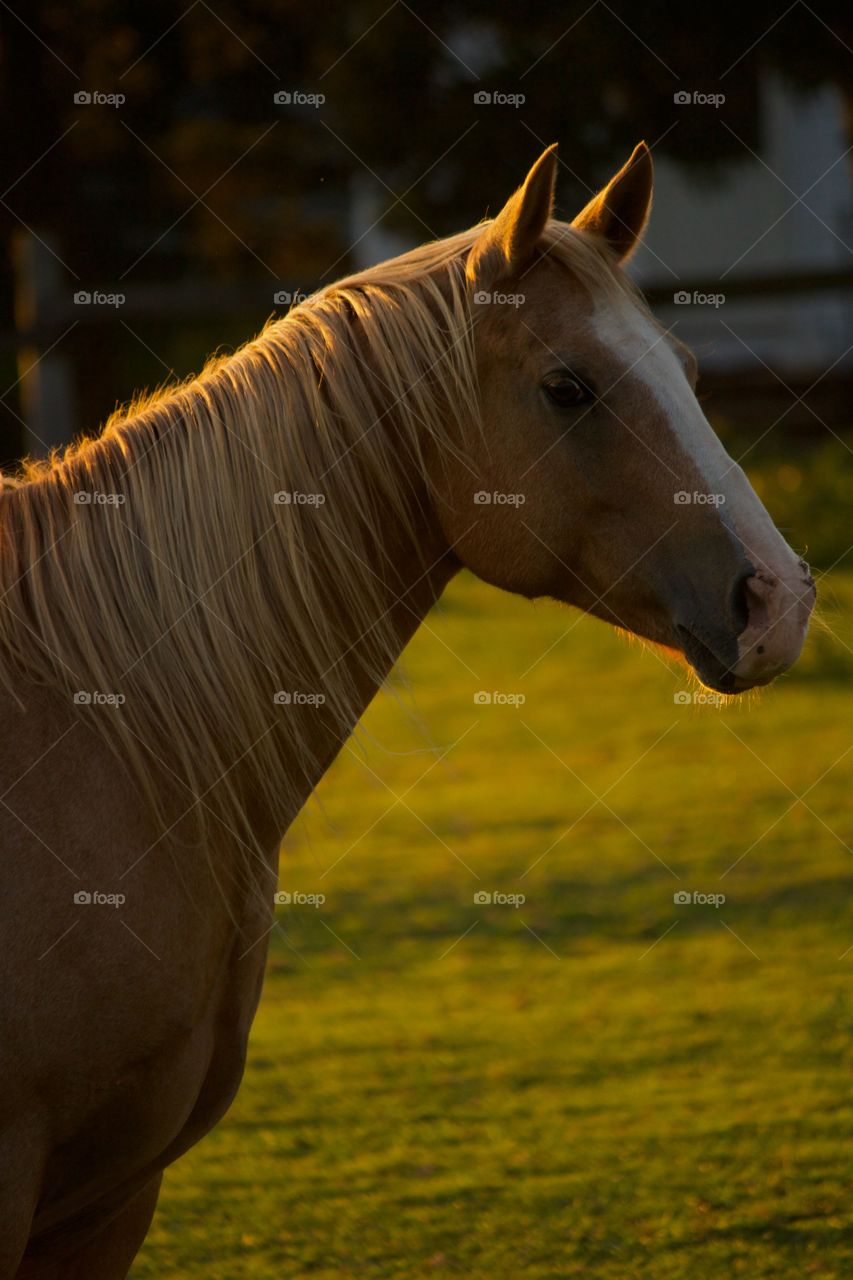 Horse on the farm at sunset 