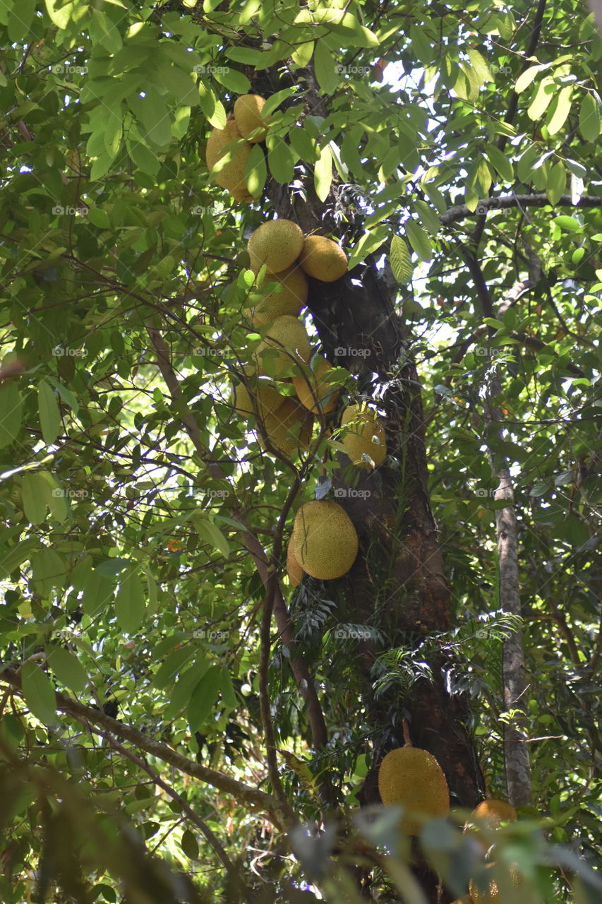 Jack fruit tree