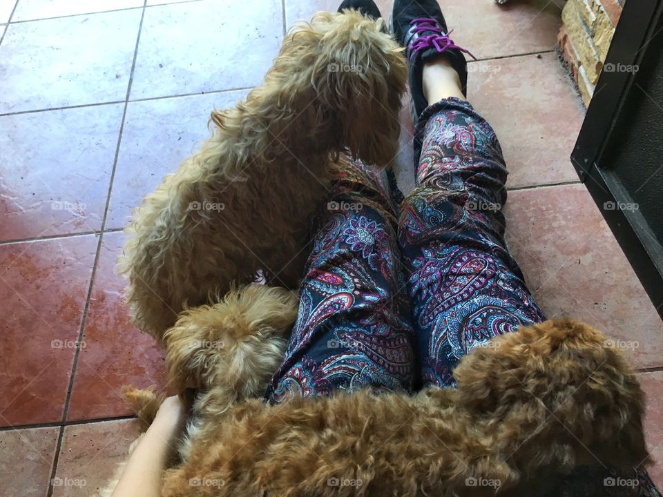 Being lazy with dogs