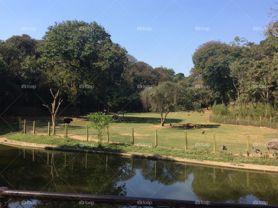 Lugar lindo, Zoológico  São Paulo , Brasil 