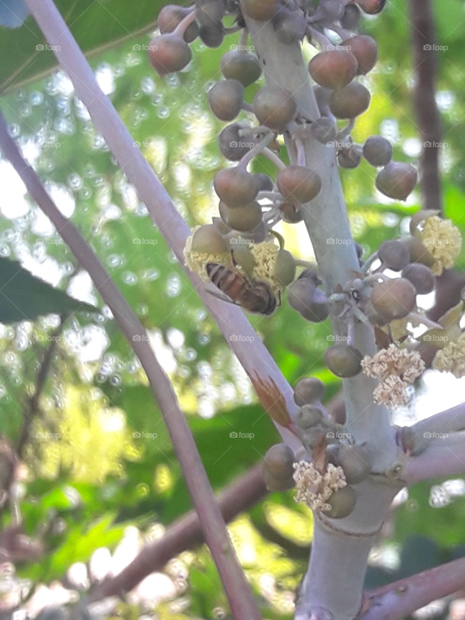 Abelhinha polarizando ...