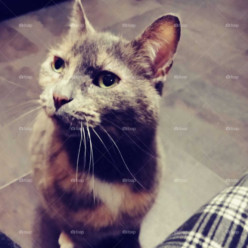 That face..... ❤ This is my beautiful cat. She was a stray cat for years in my neighborhood. She was hurt one day so I brought her to the ER vet and have had her with me ever since. She's the best!