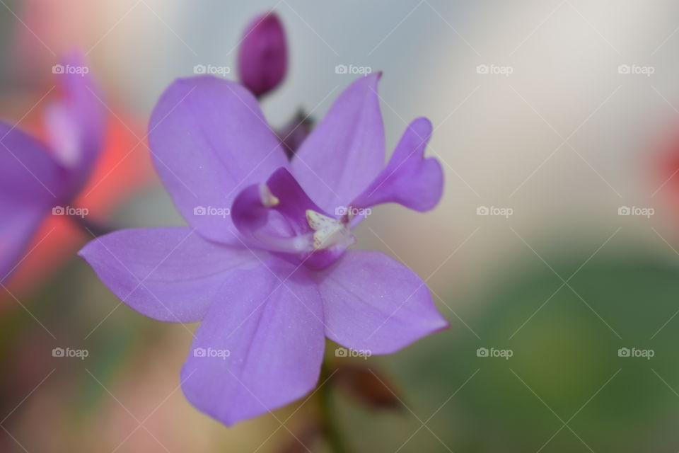 Purple Flower in garden