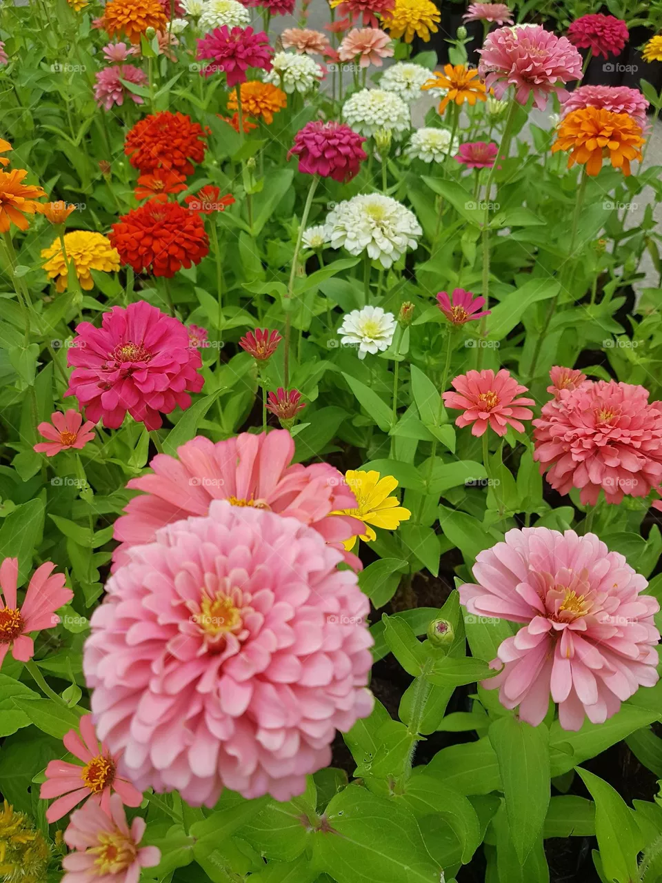 zinnia  bisiness in bloom flowers natural  pollen  close-up petel