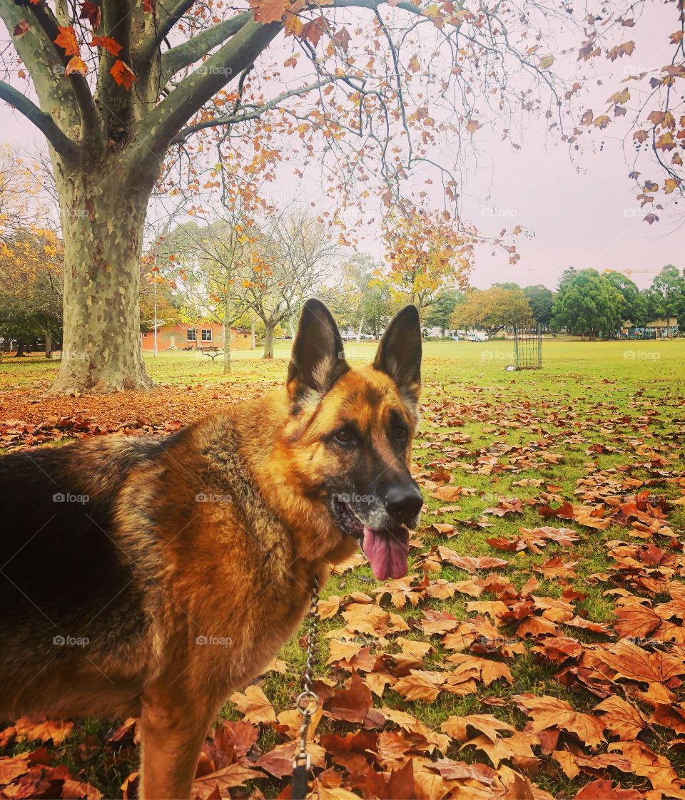 Holly in the Australian Autumn leaves (German Shepherd)