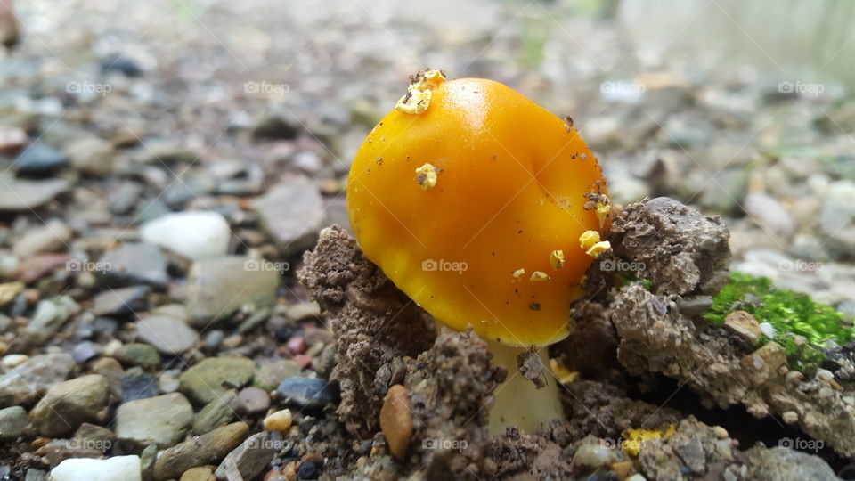 Orange mushroom on the ground