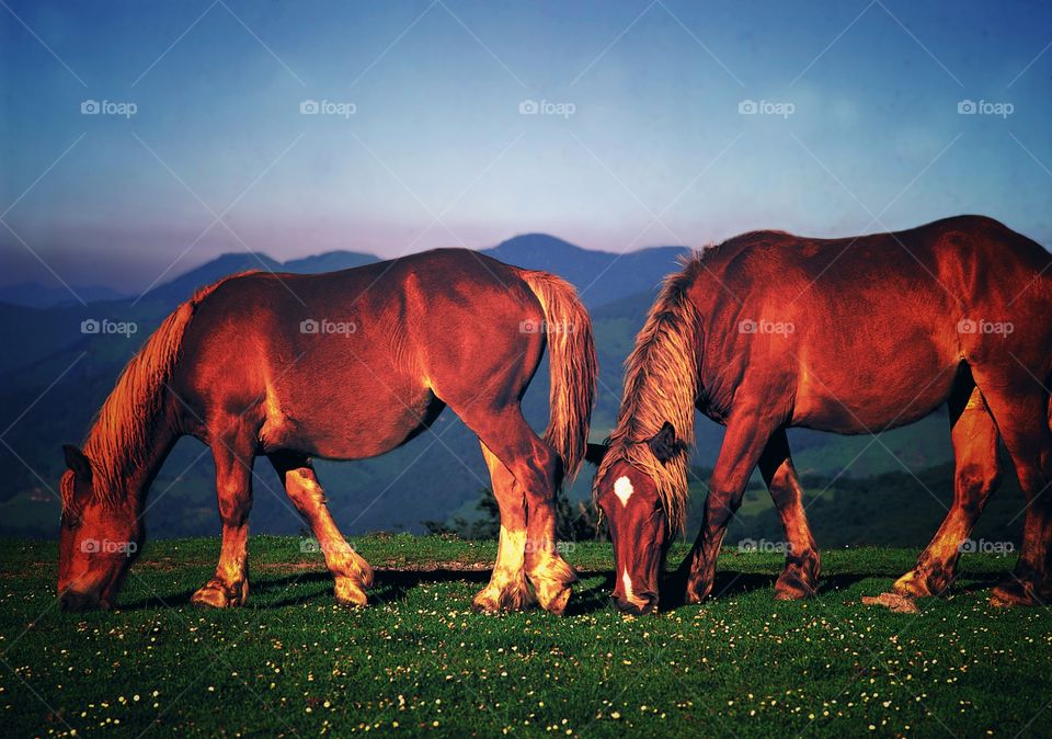 Horse. Pyrenees