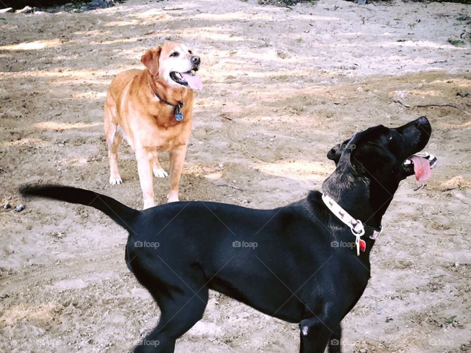 Two friends playing in a dog park