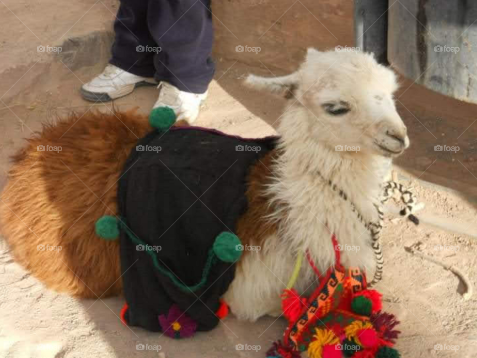 llama del norte argentino atrae al turista