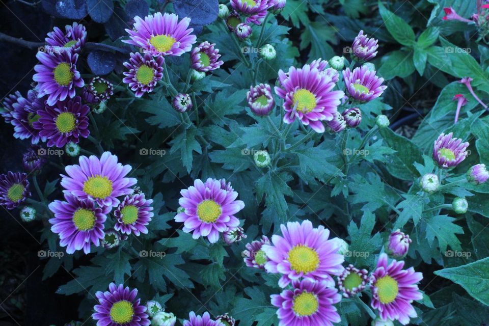 purple aster are blooming