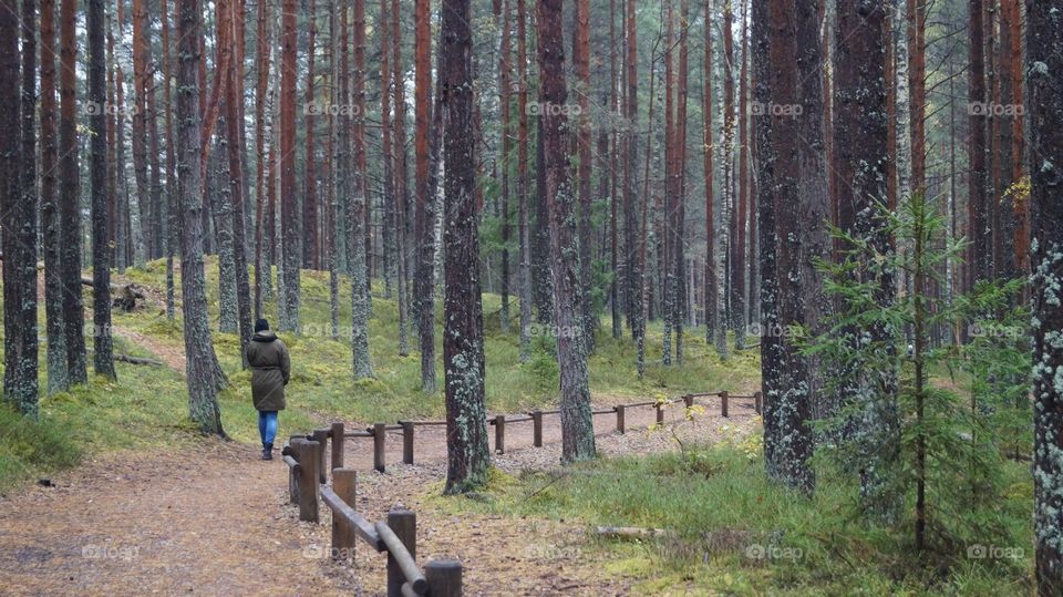 Walking in forest in Latvia