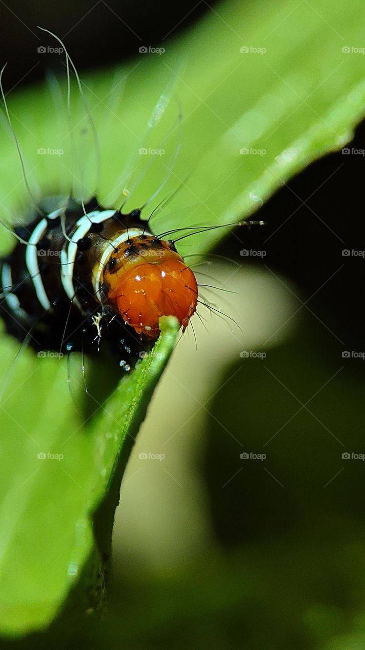 Colourful worm having another insect on his body, black and white worm, worm eating leaf