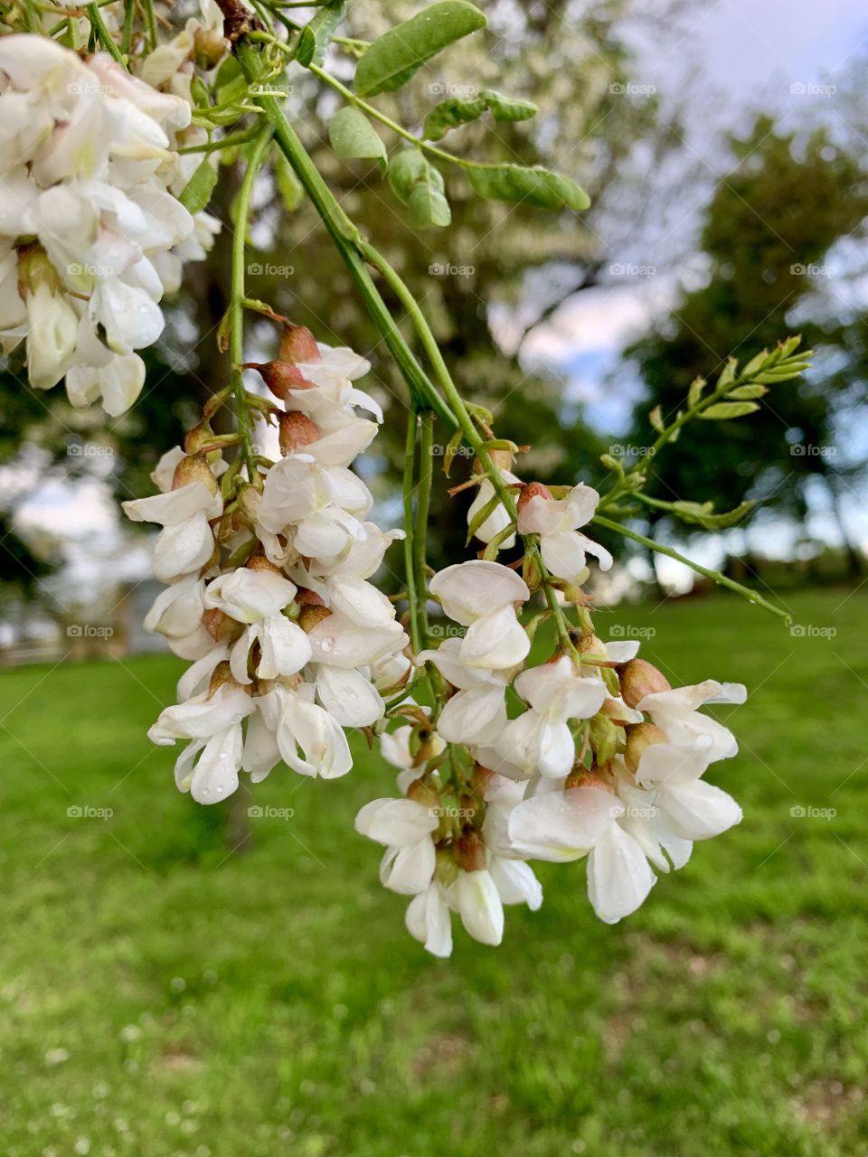 White Locust tree blossoms against a rural landscape and bright blue sky in spring