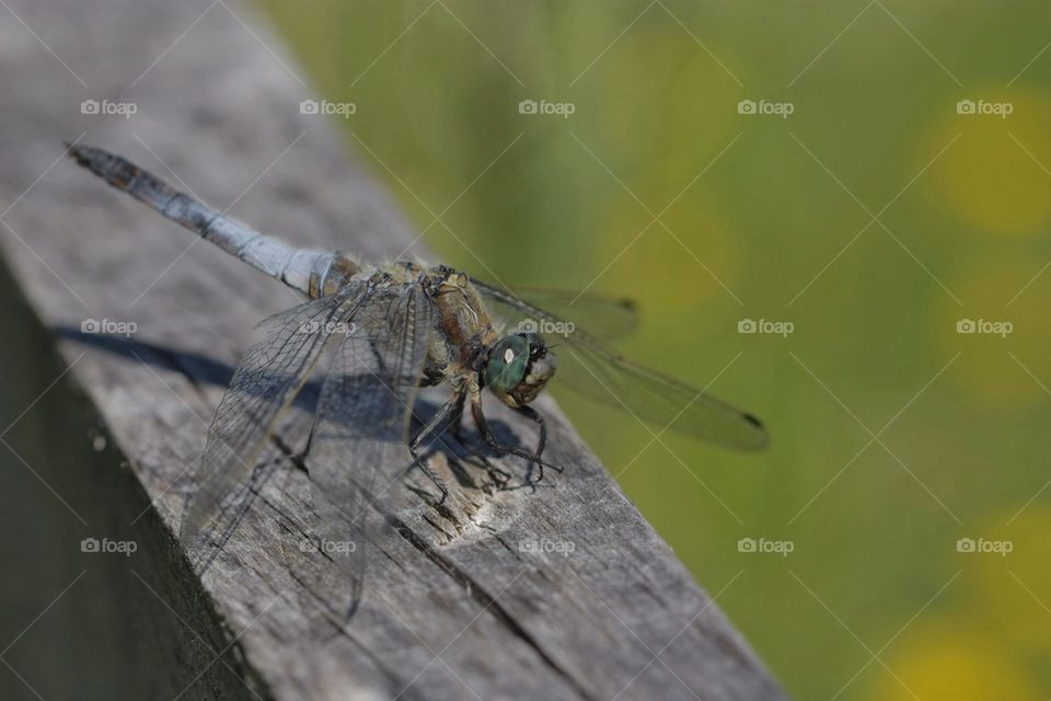 Dragonfly Close-Up