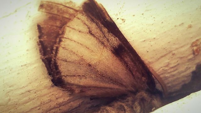 Moth Wings