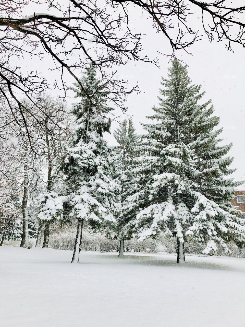Fresh Snow Day01-November 27 2018-Montreal, Québec, Canada