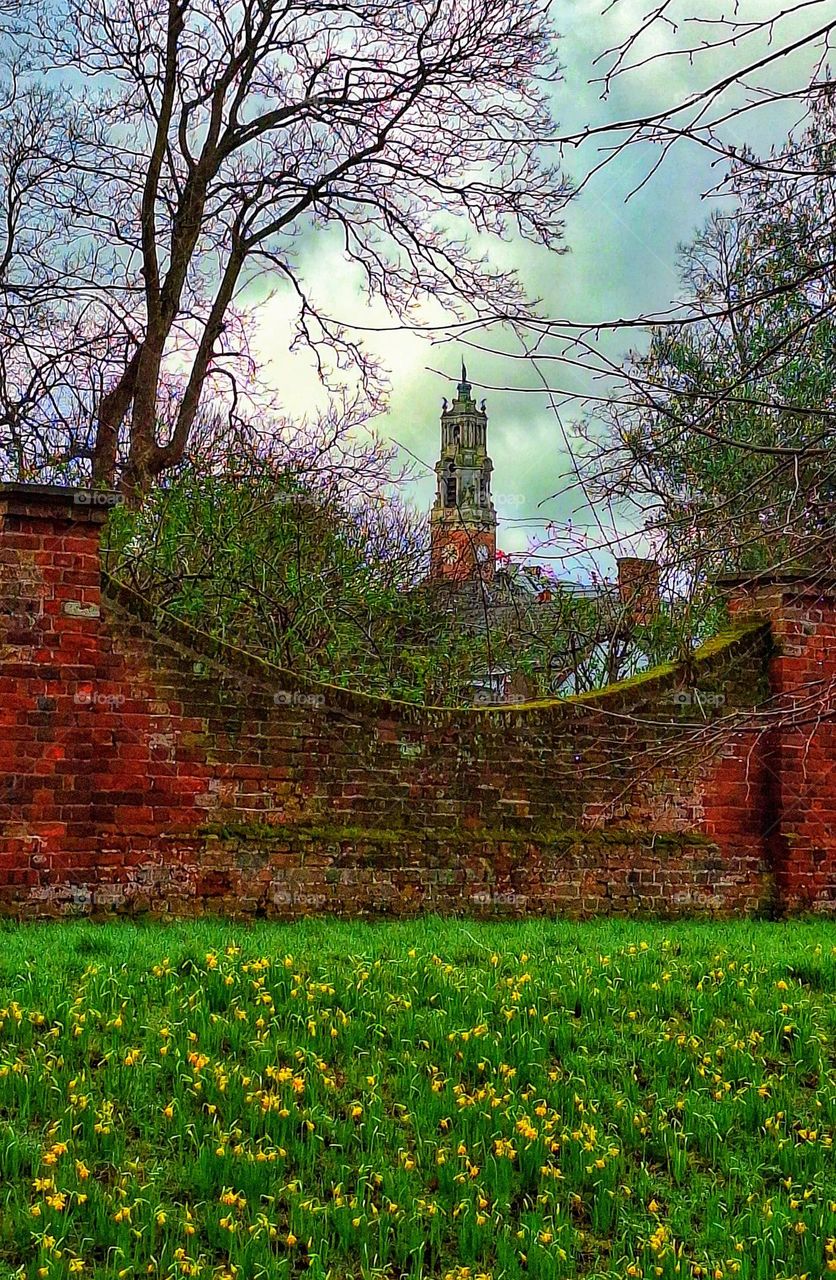 View of Colchester Town Hall from Colchester Castle Park with a display of daffodils in the foreground