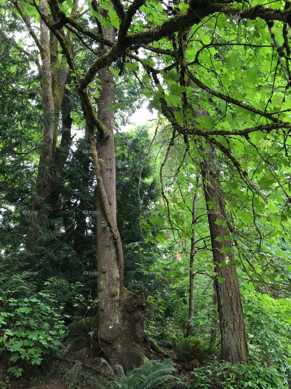 The woods around my apartment