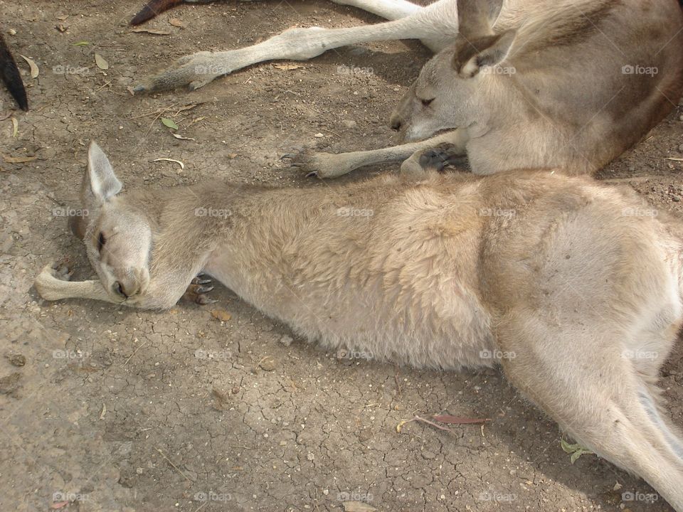 Kangaroo Sleeping