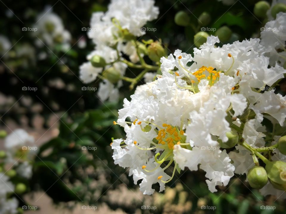 White flower during Summer, in a sunny day.
