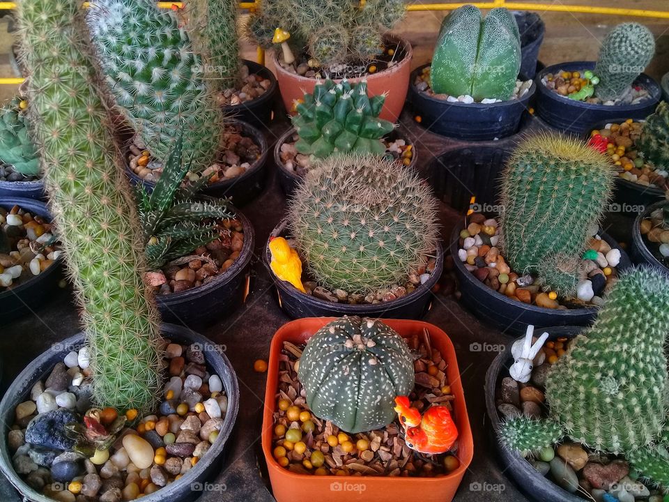 Cactus in many stores.
