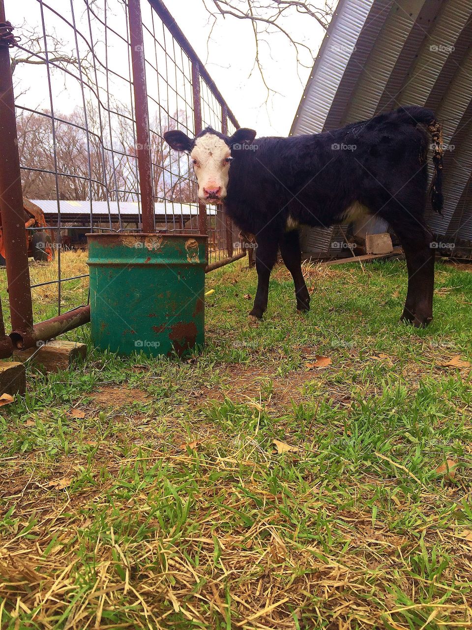 Baby calf on a Mississippi cattle farm 