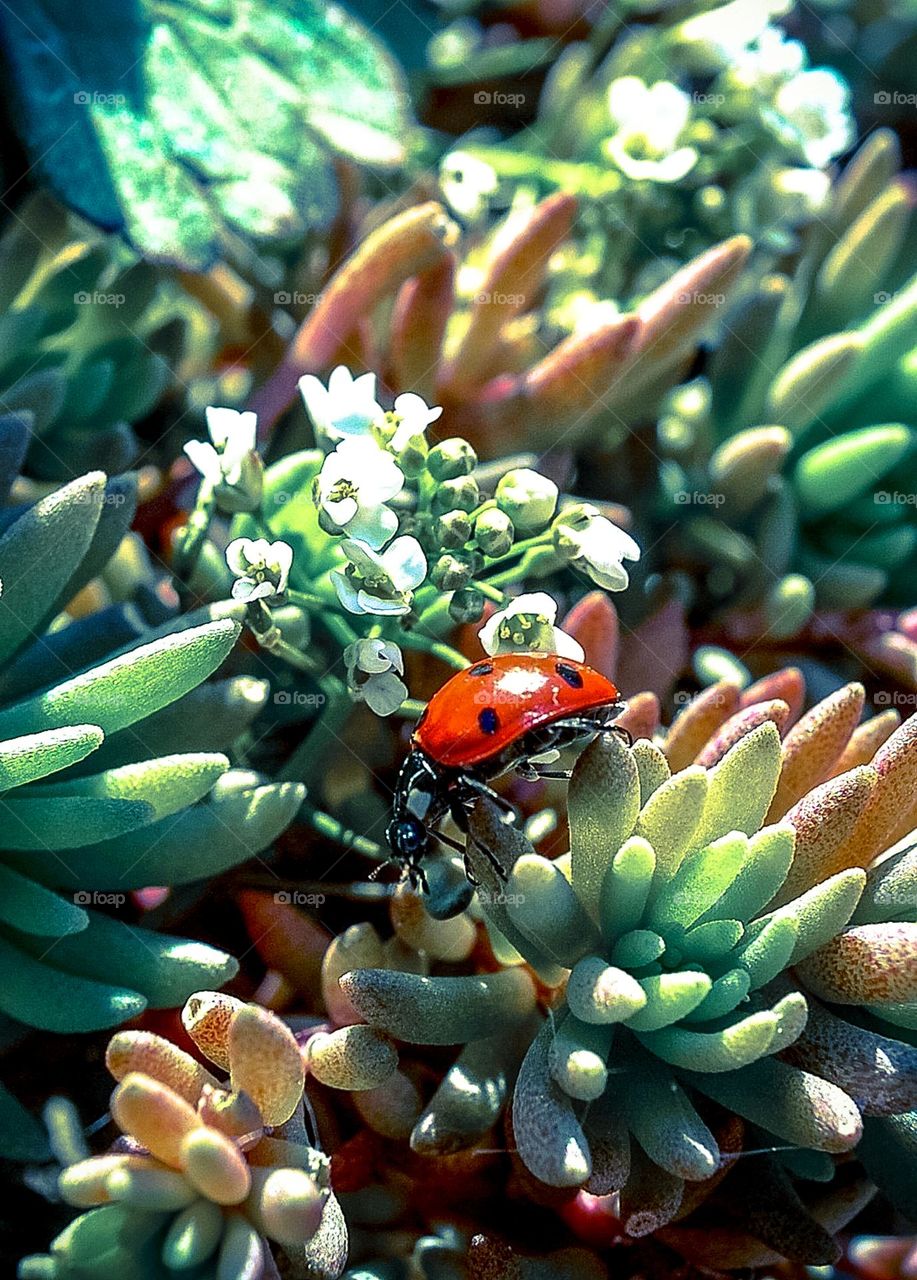 Ladybug