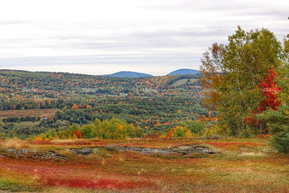 fall's red ground cover