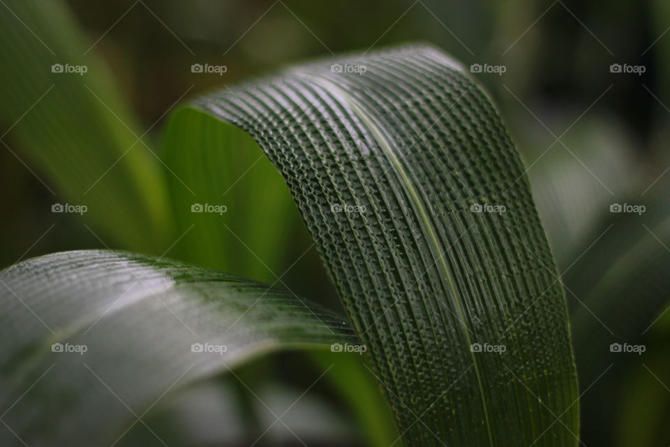 Found in the fernery 