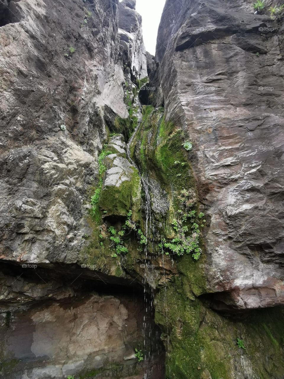 verde de agua en una piedra