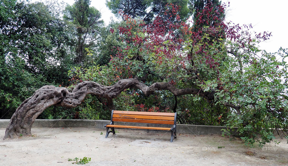 Empty bench surrounded and framed by a beautiful bending around it at the château in Nice, France.