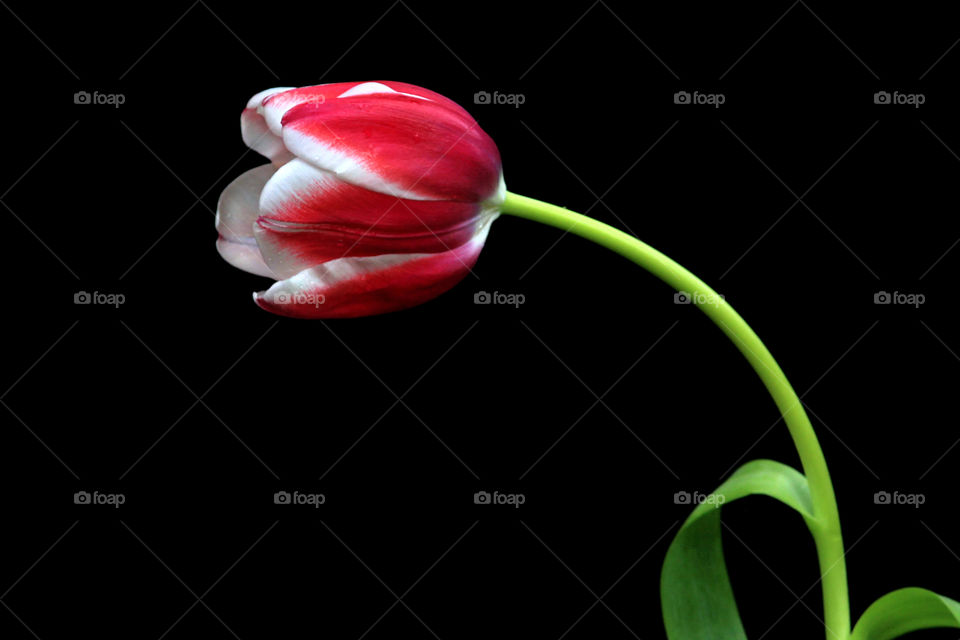 red tulip with black background.