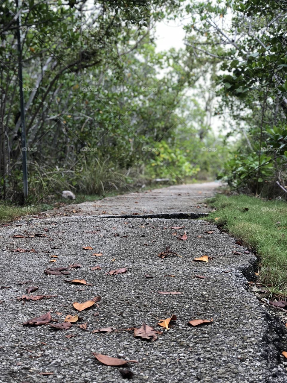 A broken road through the woods