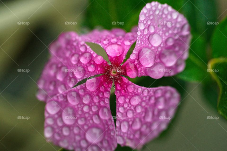 Raindrops on a pink flower