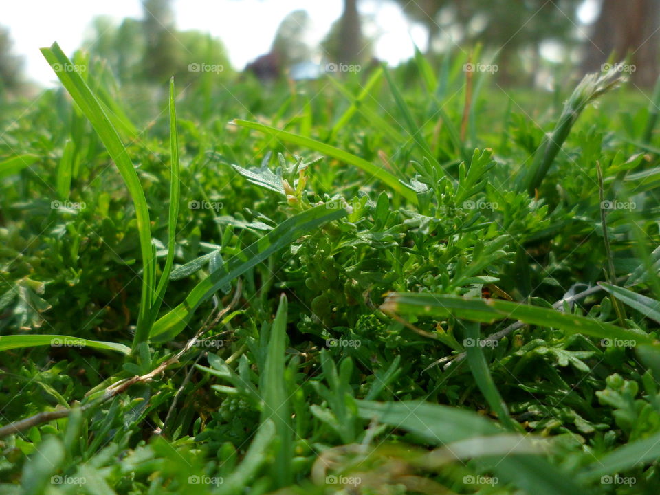 Spring Green Grass