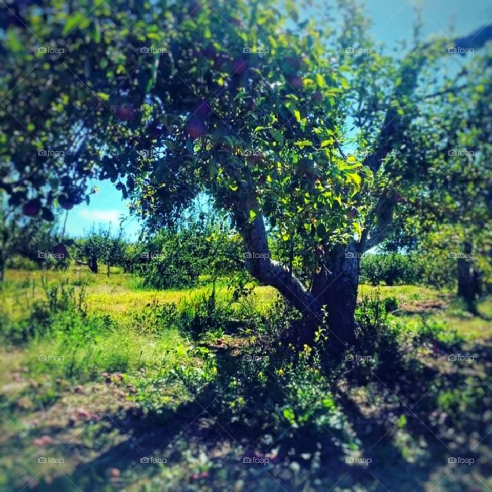 apple tree