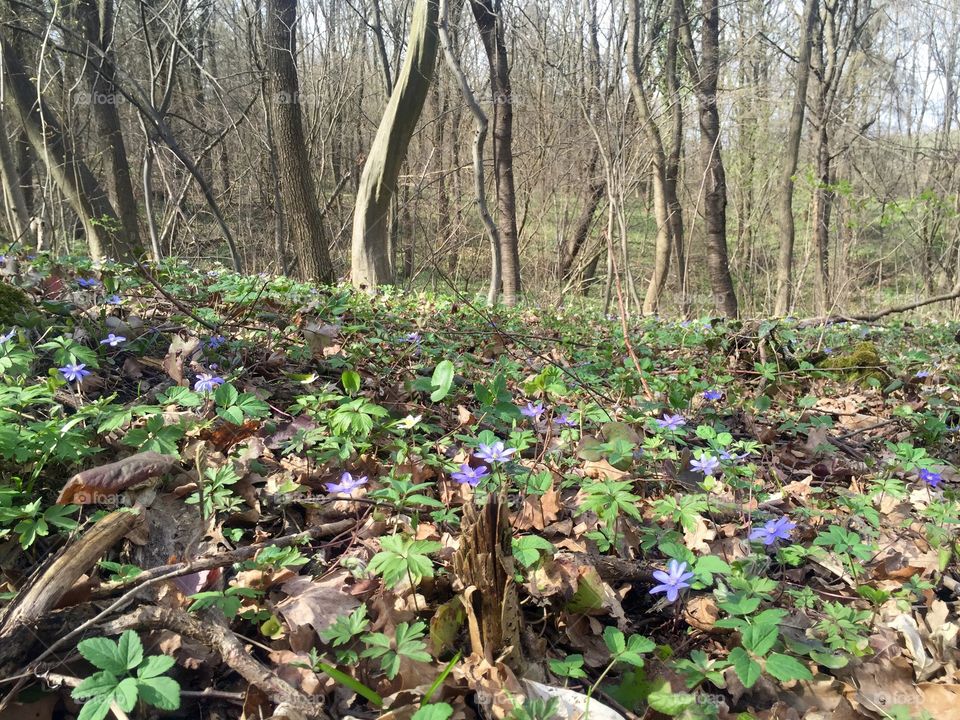 Flowers in a forest