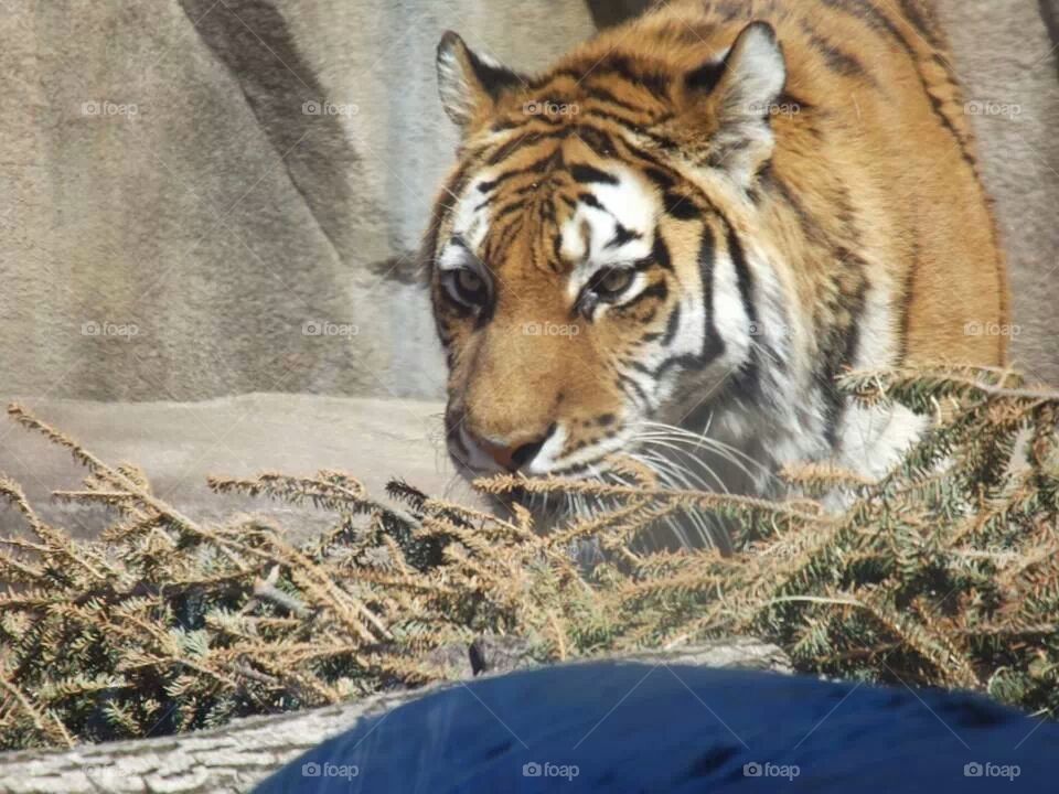 tiger