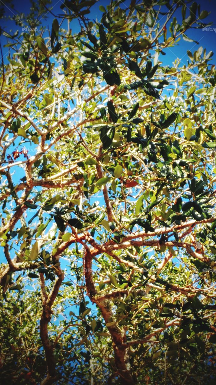 looking up at the trees