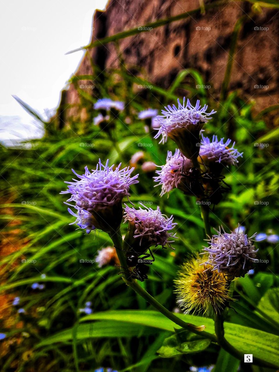 flower. pink. Close up shot. macro shot.