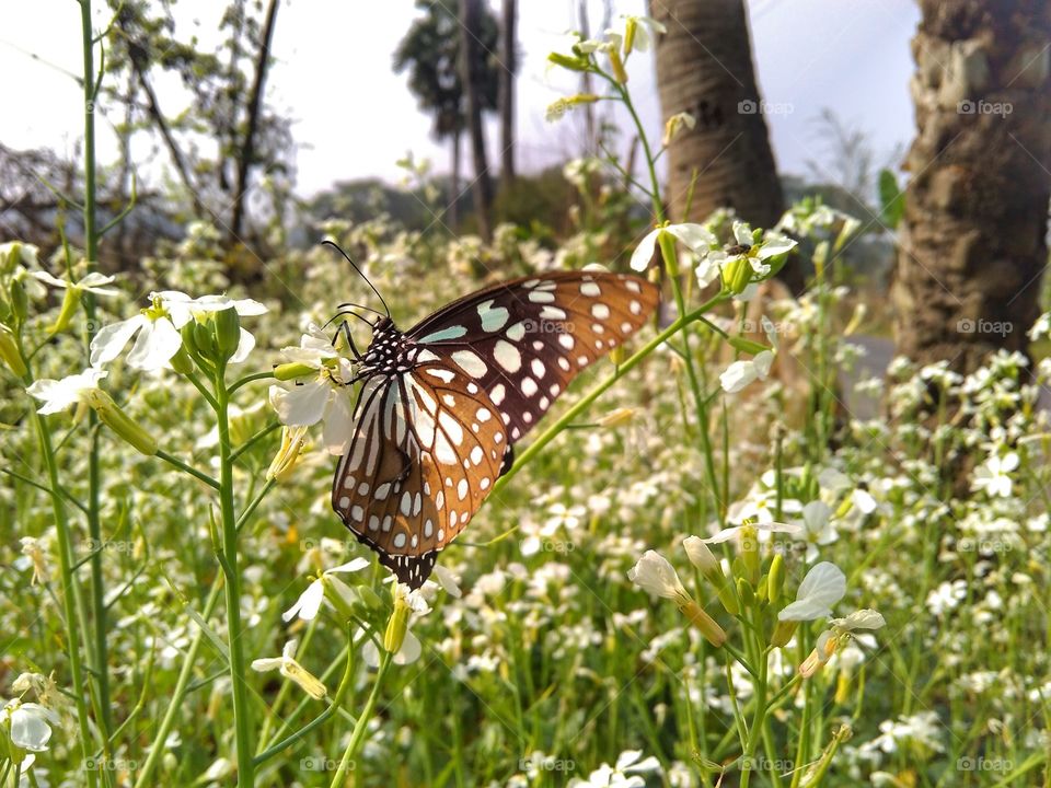 butterfly in a Radish field