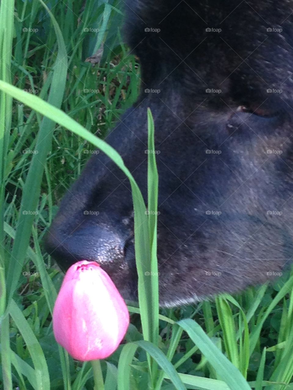 My Buddy. Out for a walk smelling the tulips.